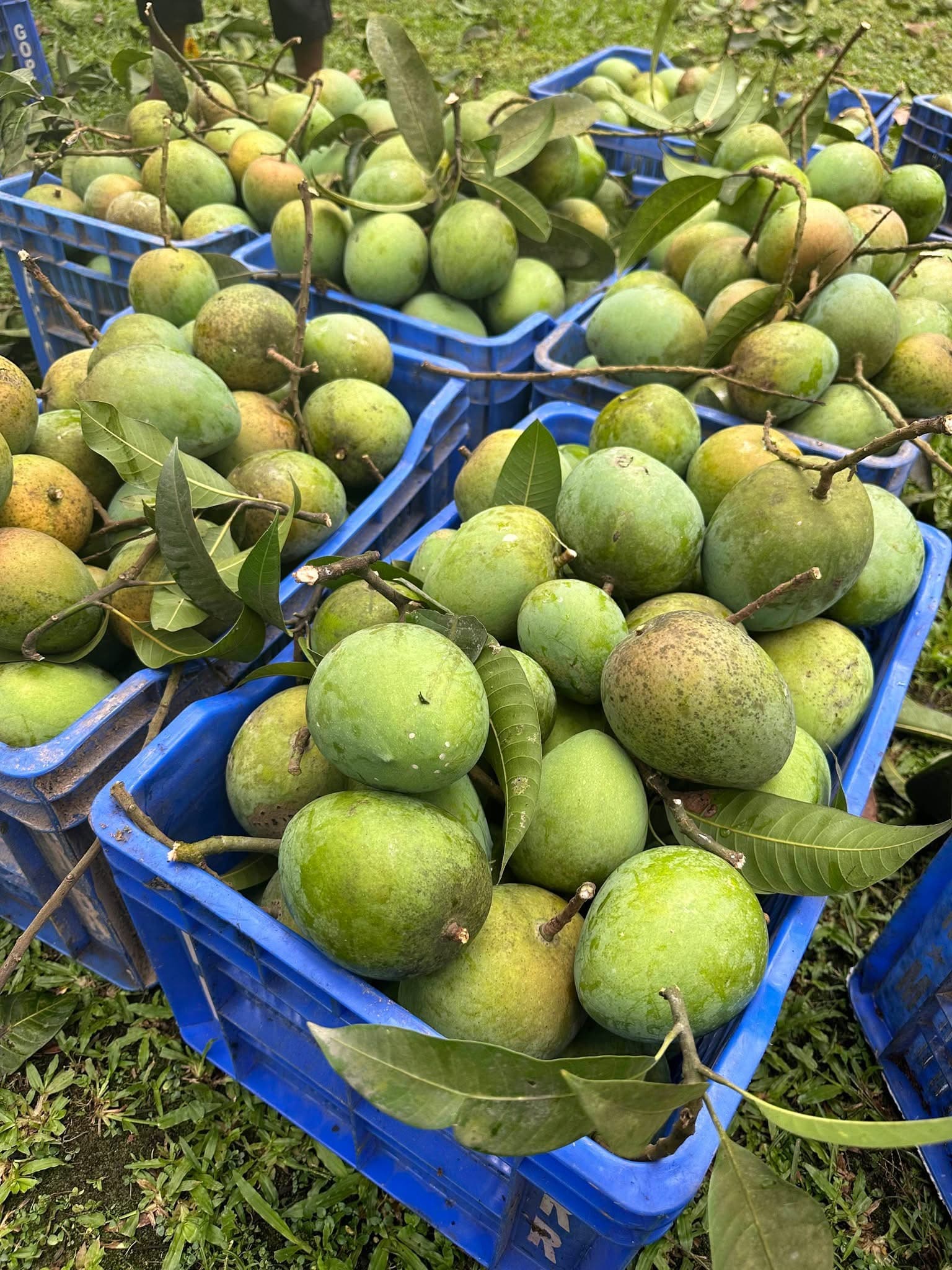 🥭 হাঁড়িভাঙ্গা হাউস – রংপুরের আসল হাঁড়িভাঙ্গা আম, প্রিমিয়াম কোয়ালিটি, বাগান ফ্রেশ